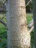 native black poplar Populus nigra betulifolia female (tree C02) 2022-11-01 (2743)