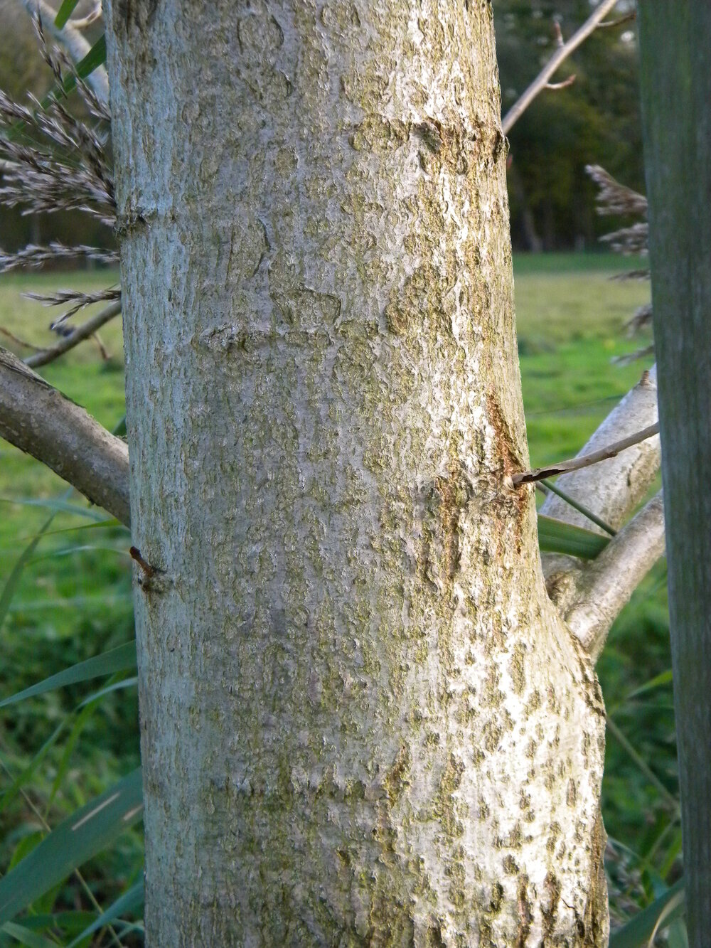 native black poplar Populus nigra betulifolia female (tree C02) 2022-11-01 (2743)