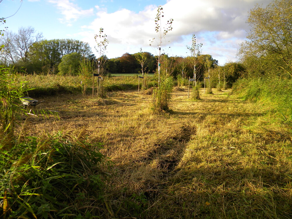 Poplar planting area after mowing, Hillside House 2018-10-18 (1327)