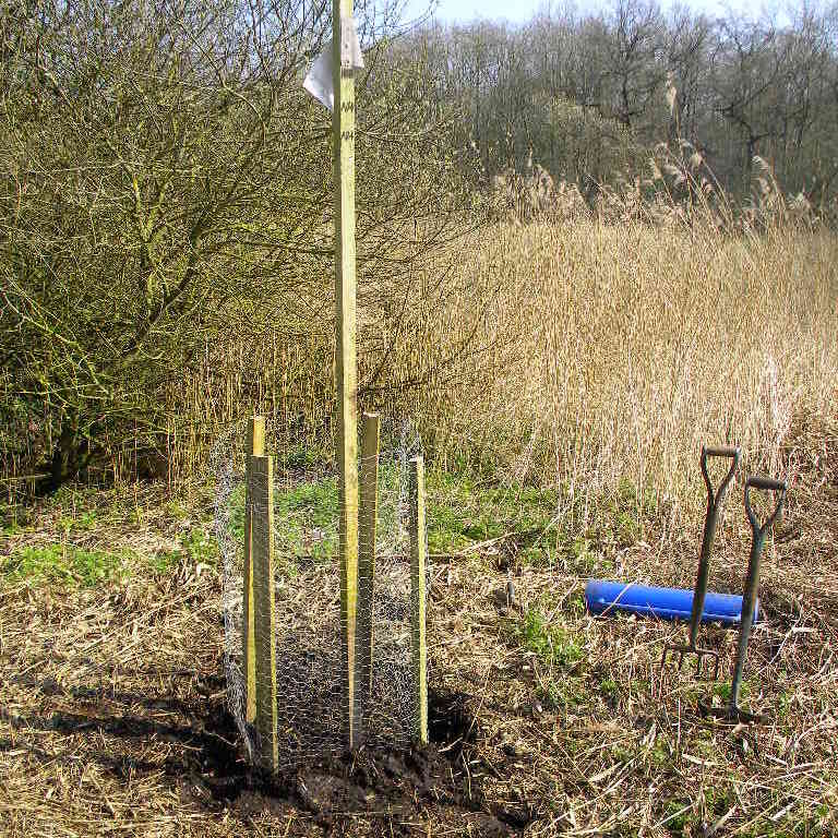 Example planting mound and fence used to protect poplar whips, Hillside House 2017-03-28 (0892)