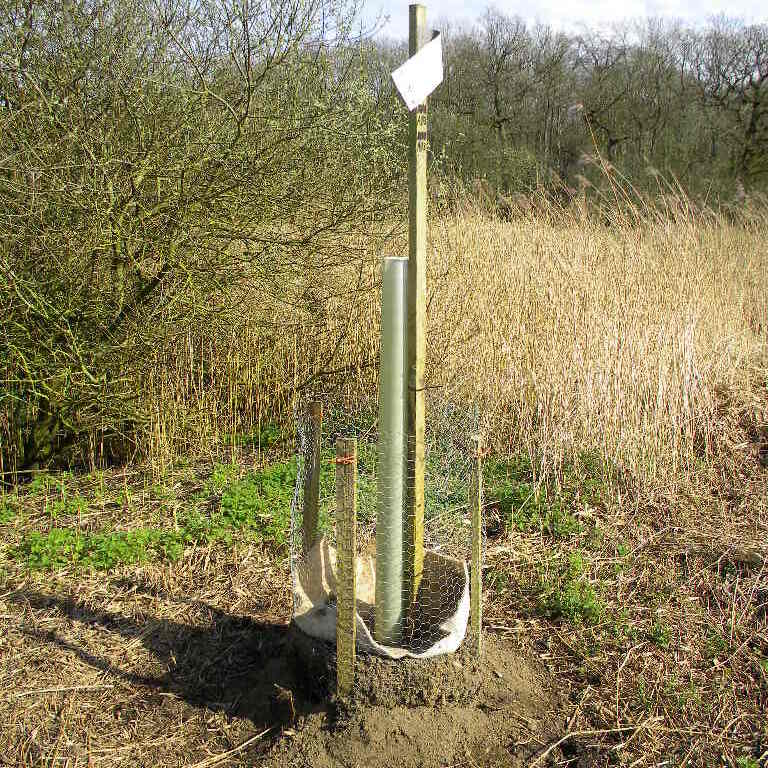 Poplar A03 with completed planting mound and fence, Hillside House 2017-03-31 (0905)