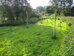 Native black poplars near end of growing season Hillside House 2017-09-03 (1128)