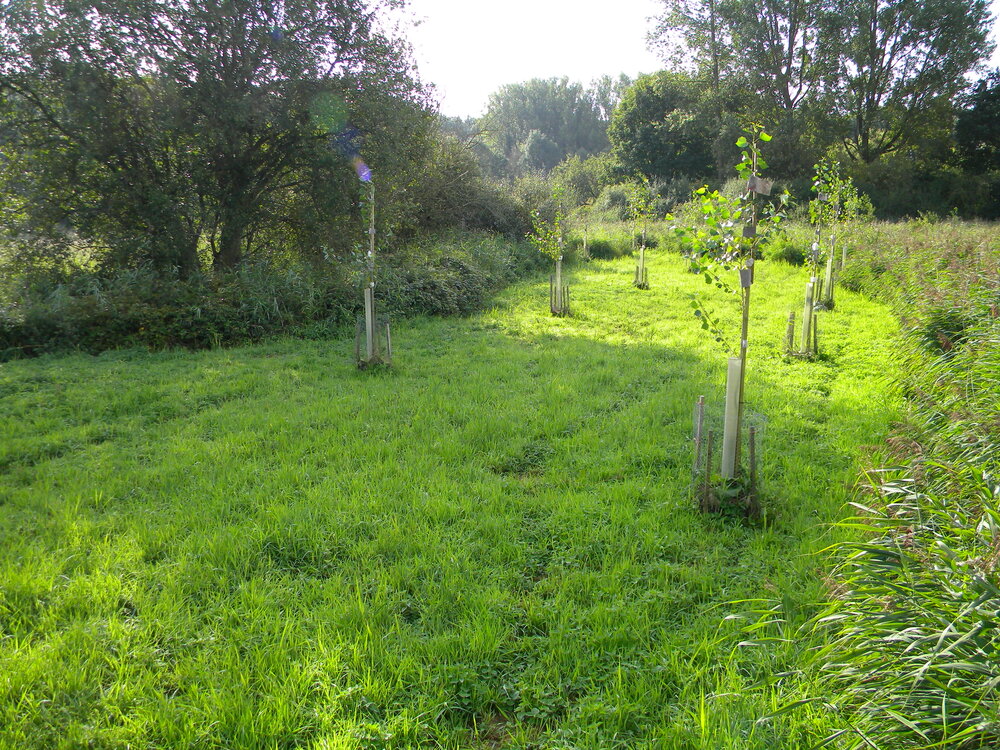 Native black poplars near end of growing season Hillside House 2017-09-03 (1128)