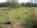 Native black poplars in final planting locations, eastern part of meadow 2017-03-31 (0898)