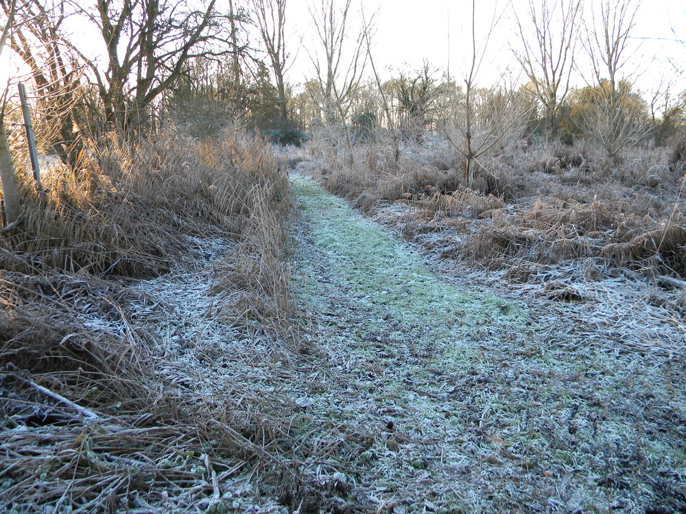 Native black poplar planting area in frost 2022-12-17 (2784)