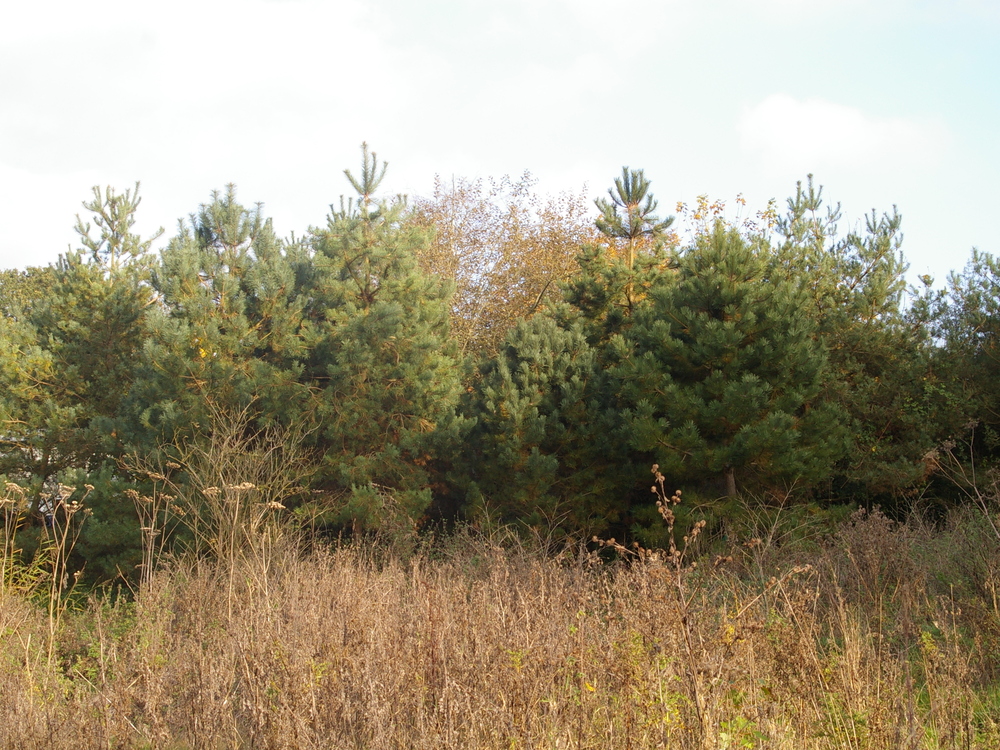 Pines along eastern edge after 10 years of growth 2024-10-31 (3362)