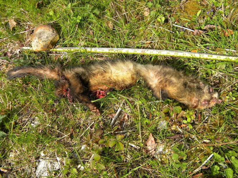 Polecat-ferret run over on A1065 2021-04-16 (1799)