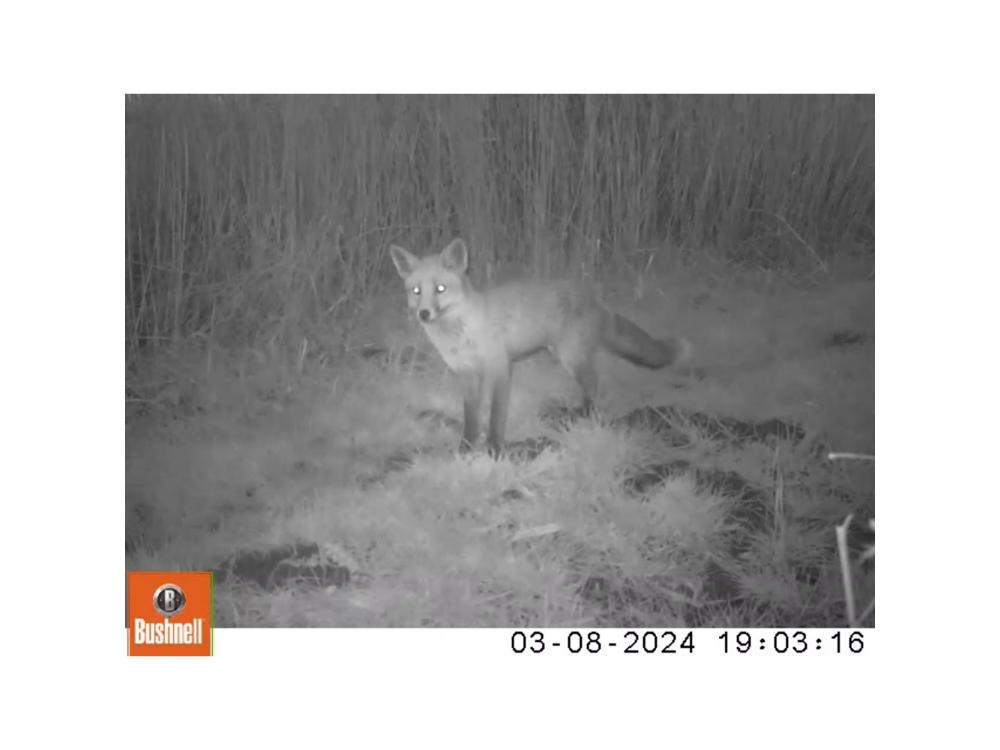 red fox Vulpes vulpes near Top Blackthorn 2024-03-08 (03080429.AVI: 003)