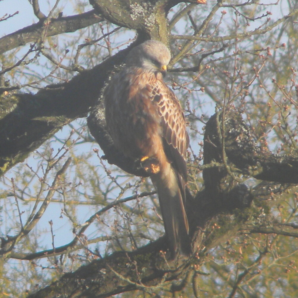 Red kite on big oak, near polecat-ferret carcass 2021-04-18 (1816)