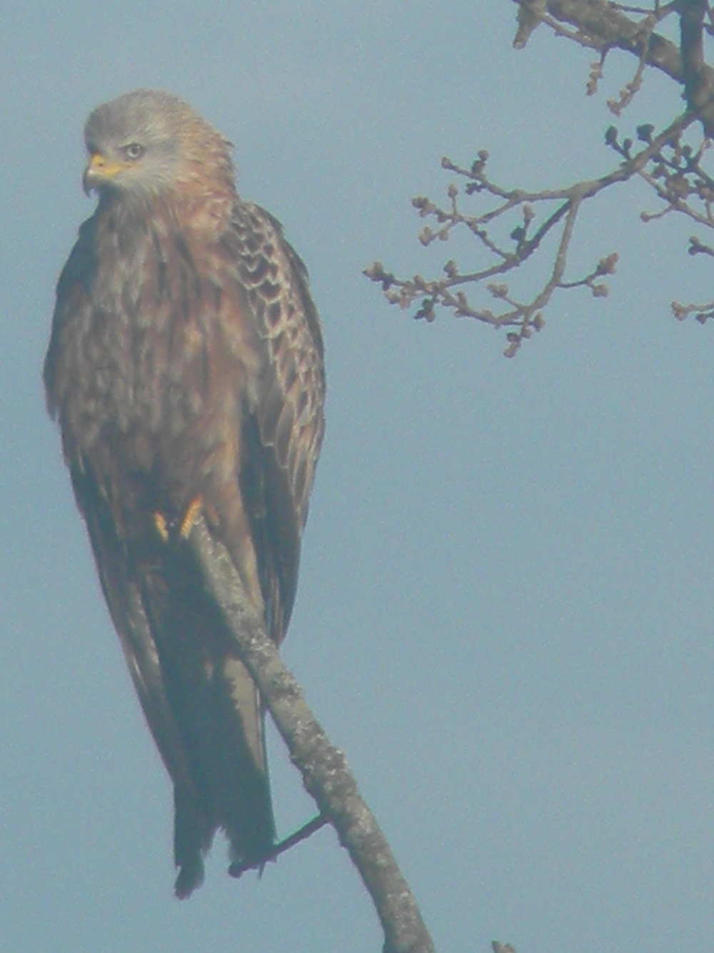 Red kite on big oak, near polecat-ferret carcass 2021-04-18 (1820)