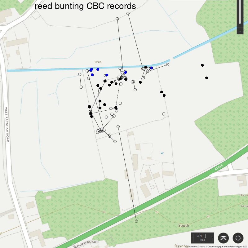 Reed bunting CBC-style records, Hillside House 2021