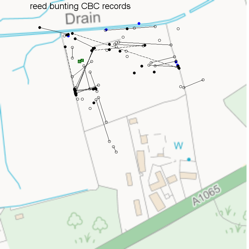 Reed bunting CBC-style records, Hillside House 2020