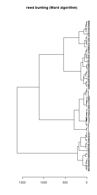 Reed bunting records dendrogram (Ward algorithm), Hillside House 2020