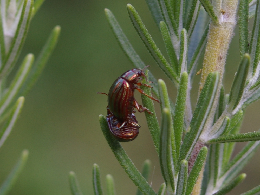 Rosemary beetles Chrysolina americana 2021-09-10 (3055)