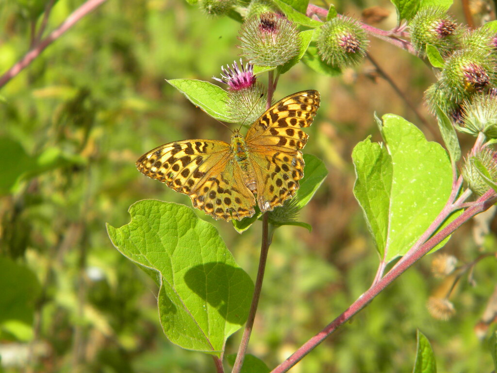 Silver-washed fritillary (Argynnis paphia) on burdock 2022-07-29 (2446)