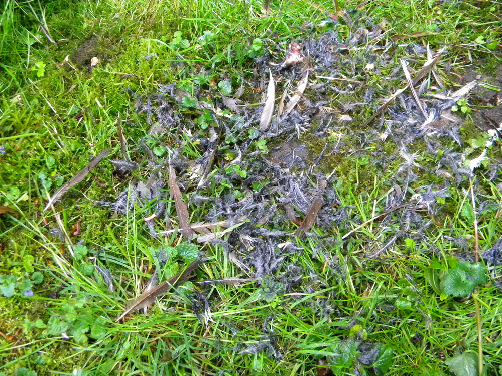 Remains of song thrush predated by sparrowhawk 2019-05-27 (1394)
