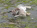Stoat with rabbit next to Hillside House, 2021-01-19 (1706)