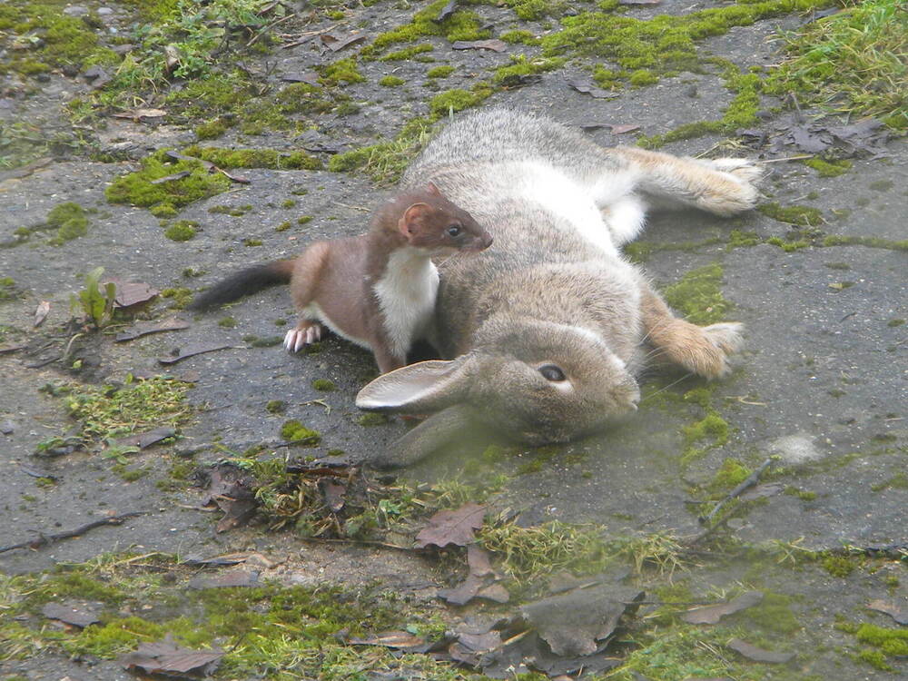 Stoat with rabbit next to Hillside House, 2021-01-19 (1706)
