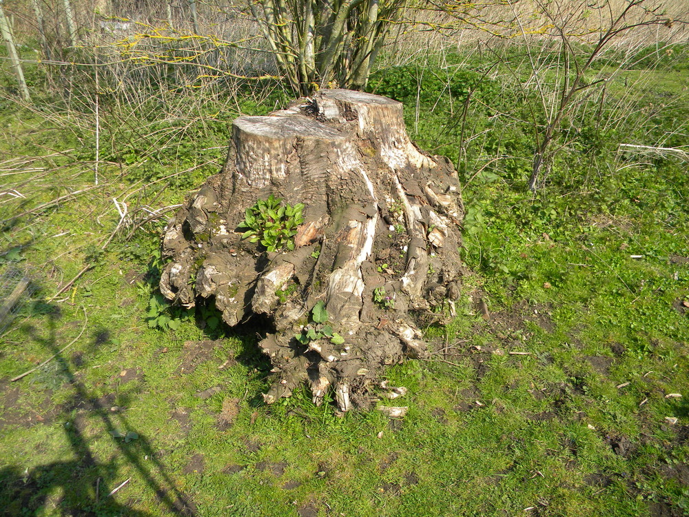 Sycamore stump (bee hotel) final position, 2019-04-08 (1348)