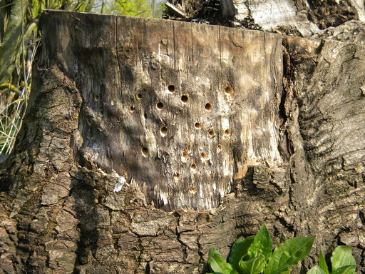 Sycamore stump drilled for Hymenoptera, 2019-04-08 (1350)