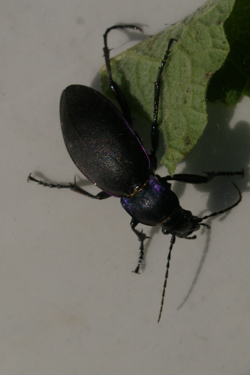 violet ground beetle Carabus violaceus 2021-09-15 (3065)