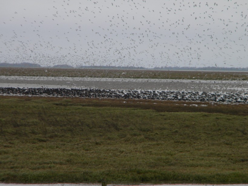 Oystercatchers, knot, and other waders at Snettisham 2024-02-14 (3376) Oystercatchers, knot, and other waders at Snettisham 2024-02-14 (3376)