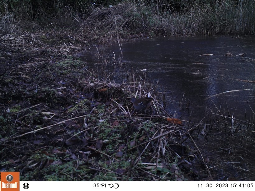 Water rail on main pond north end recorded by trailcam 2023-11-30 (0016) Water rail on main pond north end recorded by trailcam 2023-11-30 (0016)
