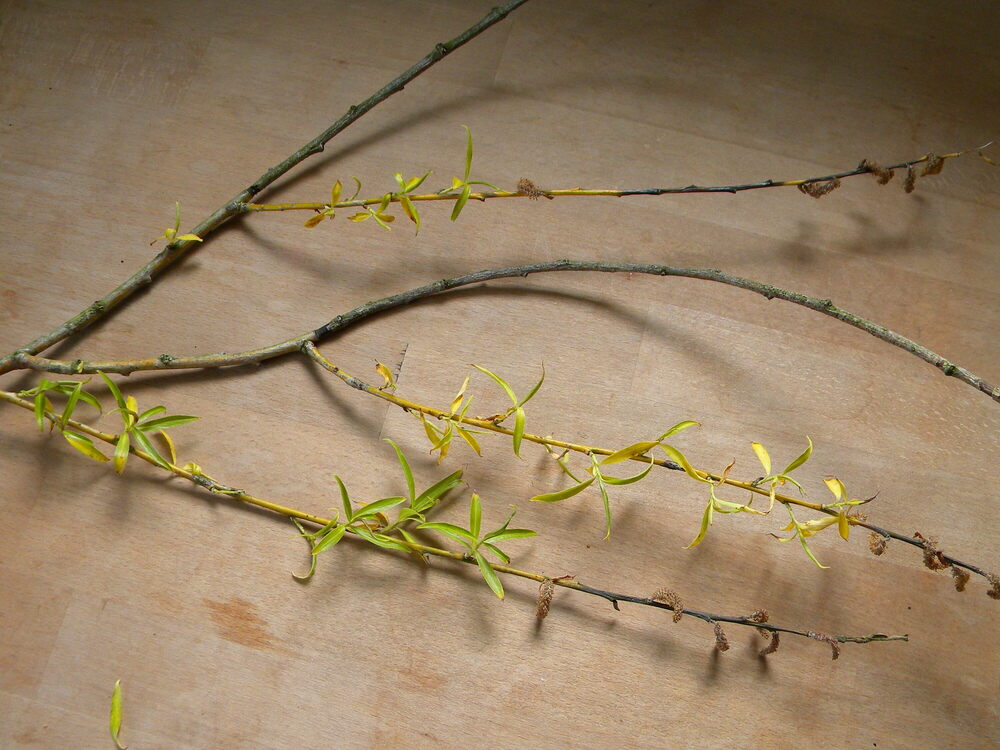Fungal infection (perhaps scab) on white willow 2023-04-24 (2886)
