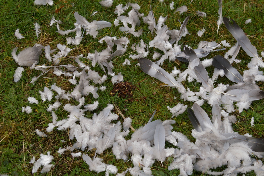 Remains of woodpigeon killed by sparrowhawk 2022-03-27 (3161)