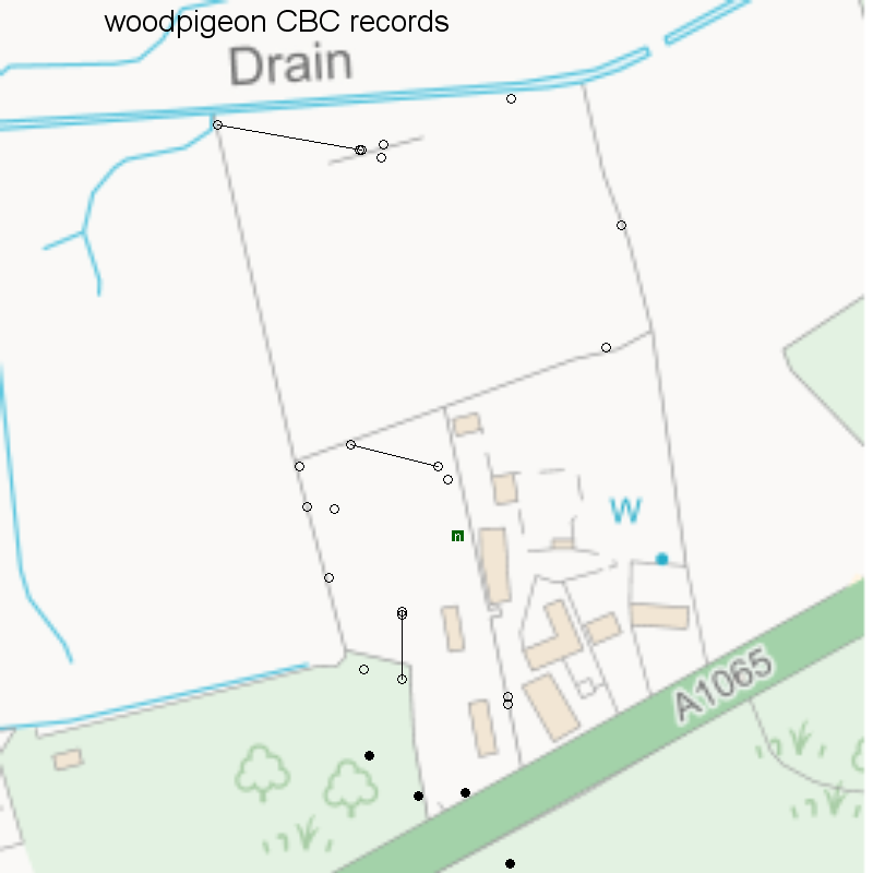 Woodpigeon CBC-style records, Hillside House 2020