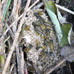 Vespula vulgaris workers still at nest wrecked by badger 2024-10-25 (4110)