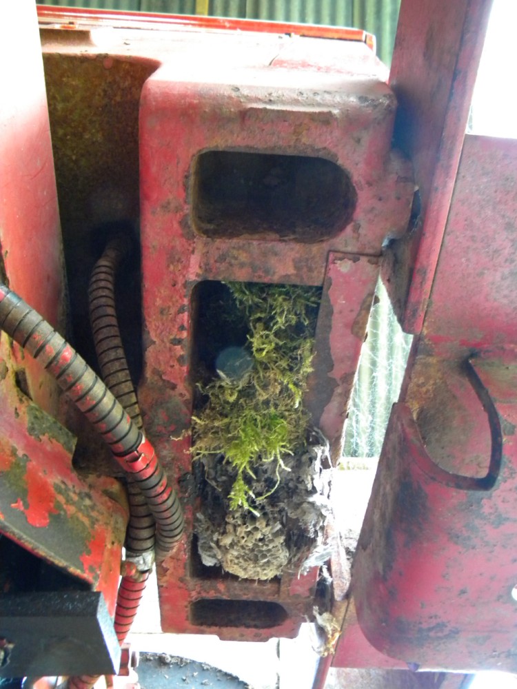 Wren nest in tractor subframe (old wasp nest also present) 2021-06-08 (1840)